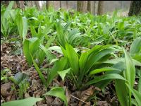 ramsons 38