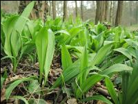 ramsons 37