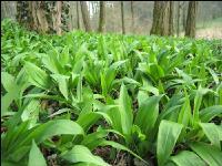 ramsons 35