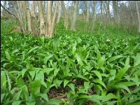 ramsons 34