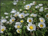 Gänseblümchen 2