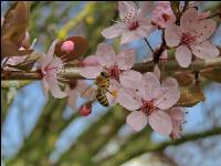 Biene Frühling 1
