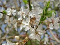 Biene Frühling 4