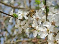 Biene Frühling 2