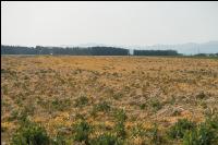 Sprayed intermediate crop 6