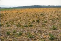 Sprayed intermediate crop 5