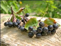 Aronia 3