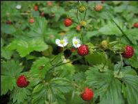 Walderdbeere 4