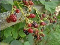 Brombeeren 14