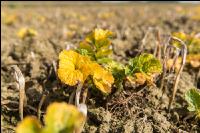 Sprayed intermediate crop 4