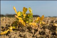 Sprayed intermediate crop 3