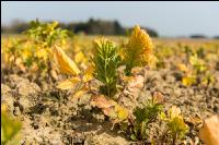 Sprayed intermediate crop 2