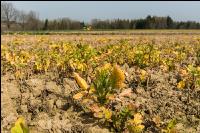 Sprayed intermediate crop 1