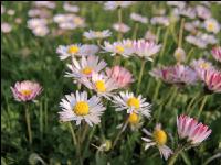 Gänseblümchen 5