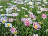 Gänseblümchen 4