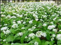 ramsons 16