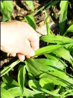 ramsons 2