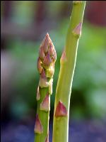 Spargel grün 2