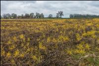 Sprayed intermediate crop 7