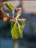 Apfelblüte mit Frost 18