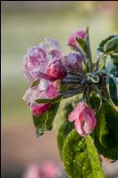 Apfelblüte mit Frost 17