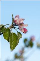 Apfelblüte mit Frost 16