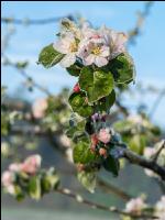 Apfelblüte mit Frost 15