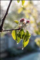 Apfelblüte mit Frost 14