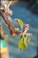 Apfelblüte mit Frost 13