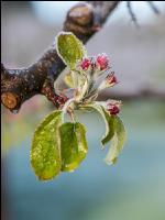 Apfelblüte mit Frost 12