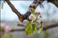 Apfelblüte mit Frost 11