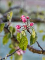 Apfelblüte mit Frost 10
