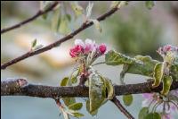 Apfelblüte mit Frost 9