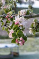 Apfelblüte mit Frost 8