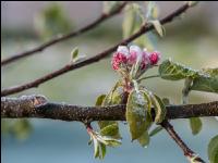 Apfelblüte mit Frost 7