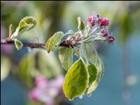 Apfelblüte mit Frost 6