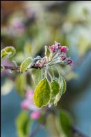 Apfelblüte mit Frost 5