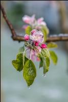 Apfelblüte mit Frost 3