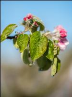Apfelblüte mit Frost 2