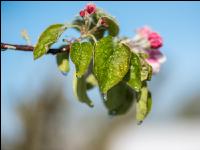 Apfelblüte mit Frost 1