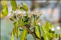 Birnenblüte mit Frost 10