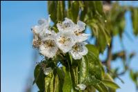 Birnenblüte mit Frost 9