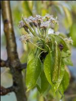 Birnenblüte mit Frost 7