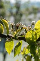 Birnenblüte mit Frost 6