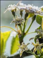Birnenblüte mit Frost 4