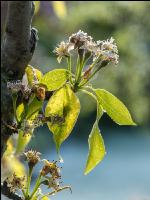 Birnenblüte mit Frost 2