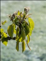 Birnenblüte mit Frost 1