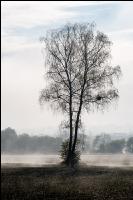 Nebelschwaden 31