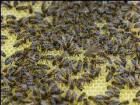 Bienen auf Wabe 2