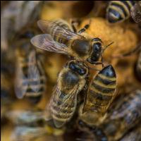 Bienen auf Wabe 1